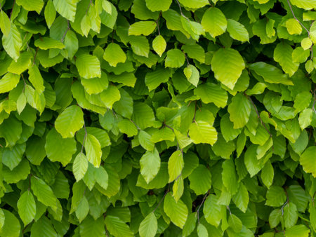 Fresh green beech hedge, leaves in spring, closeup. Background. Fagus sylvatica.の写真素材