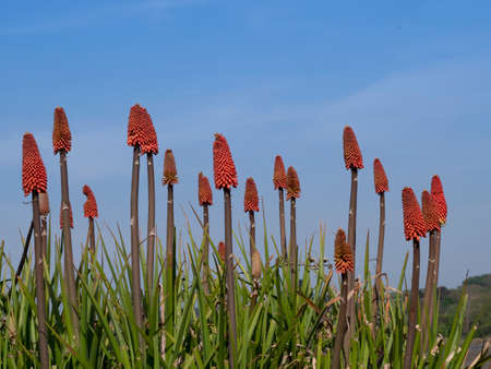Kniphofia in flower against sky aka tritoma, red hot poker, torch lily, knofflers or poker plant.の写真素材
