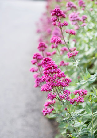 Red valerian flowers by roadside, with copyspace. Vertical background.の写真素材