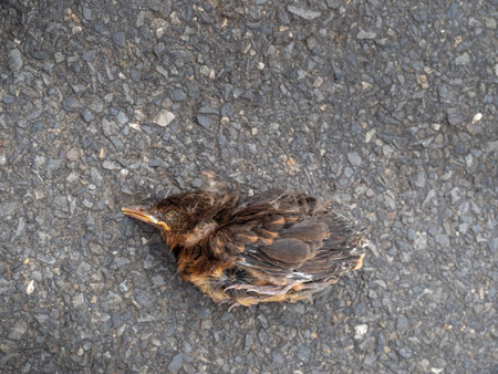Dead young fledgeling European sparrow. In road.