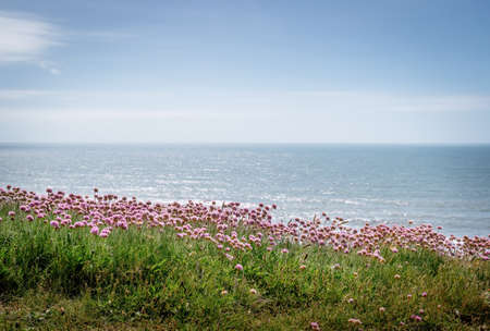 View from the coast path in north Devon, England, UK. With Armeria maritima flowers aka Sea Thrift.の写真素材