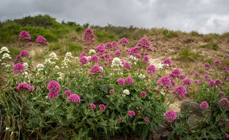Wild Valerian aka Valeriana officinalis flowers, plants. Red and white. In natural habitat.の写真素材