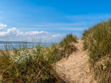 Sea holly and sand dunes near Crow Point, North Devon, UK.の写真素材