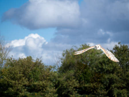 Barn owl. Tyto alba. In flight.の写真素材