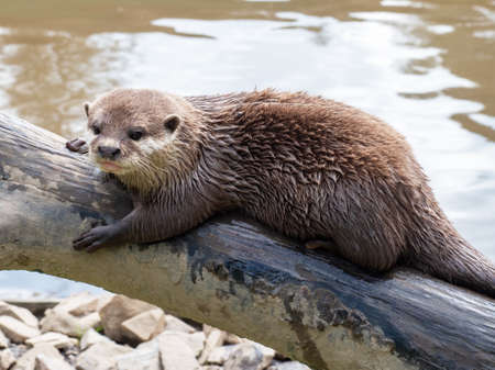Asian Short-clawed Otter, Aonyx Cinerea, on log by water.の写真素材