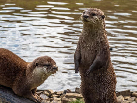 Two Asian Short-clawed Otters, Aonyx Cinerea, by water.の写真素材