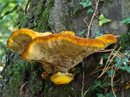 Phaeolus schweinitzii, Velvet-top fungus, underside visible.