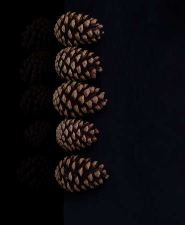 Pine cone dark background still life with copyspace.の写真素材