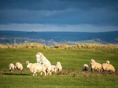 Ram, tup mounting ewe, domestic sheep mating in flock.の写真素材