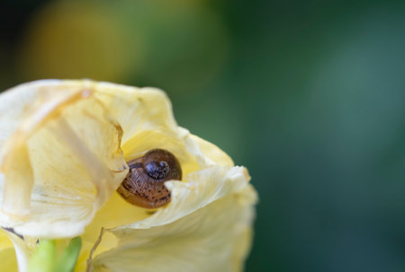 Small snail finds winter refuge in flower. Nature.の写真素材