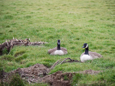 Canada Geese pair. On grass.の写真素材