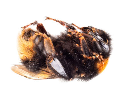 Found dead - Bombus terrestris aka buff-tailed or large earth bumblebee with nest mites.の写真素材