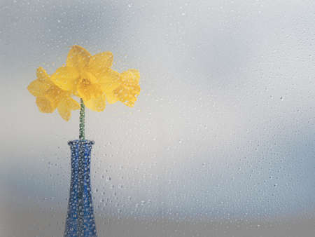 Yellow daffodil in vase behind wet window, Spring sunshine and showers weather concept.の写真素材