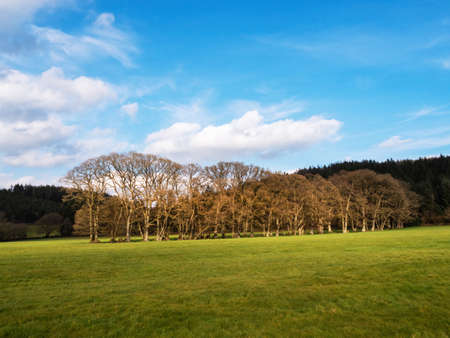 Beautiful English landscape with ancient row of trees, in spring.の写真素材
