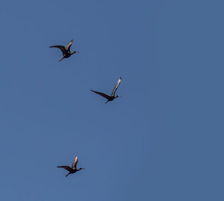Silhouettes of Glossy Ibis in flight aka Plegadis falcinellus