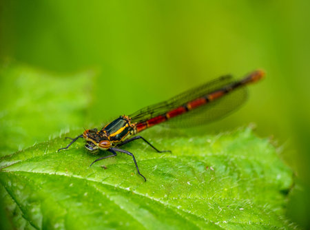 Pyrrhosoma nymphula, Large red damselfly on leaf, UK, Narrow depth of field.