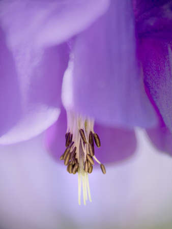 Purple columbine aka Aquilegia vulgaris, closeup with narrow depth of field for blurry, abstract effect.の写真素材