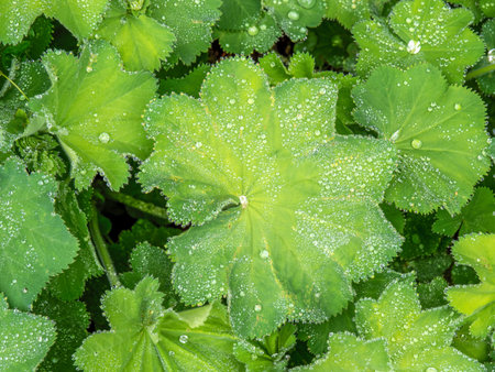 Alchemilla vulgaris leaves after rain, aka Ladys mantle. No flowers for background.