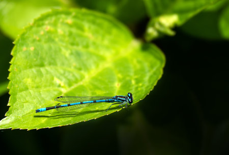 Common Blue Damselfly aka Enallagma cyathigerum on leaf with copyspace.
