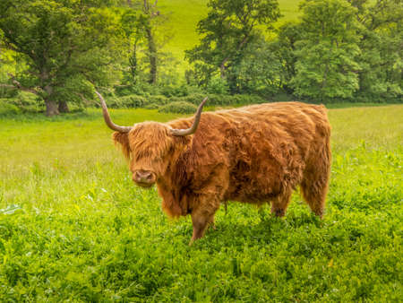 Hairy brown Highland Cattle cow in field, Agriculture.の写真素材