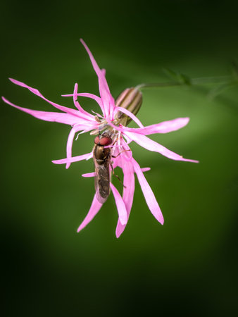 Hoverfly Platycheirus scutatus on Ragged Robin flower aka Lychnis flos cuculi. UK spring.の写真素材