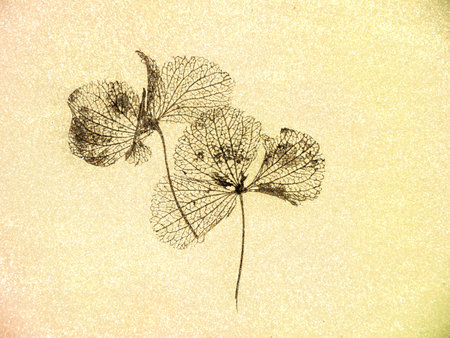 Naturally dried hydrangea flowers, closeup, on textured background.の写真素材