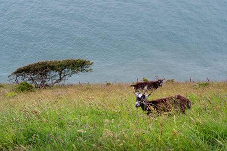 Feral goats graze on precipitous slope overlooking sea on rugged north Devon coast. NB The blue in the photo is waves, not sky!の写真素材