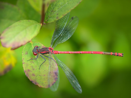 Large red damselfly aka Pyrrhosoma nymphula. On leaf, in habitat.の写真素材