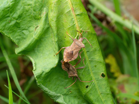 Pair of Coreus marginatus aka Dock Bugs mating on nettle.の写真素材