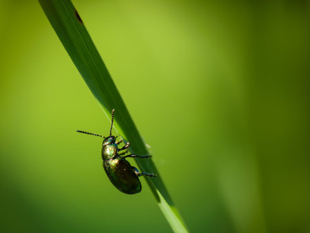 Green Dock Beetle, Gastrophysa viridula, macro.