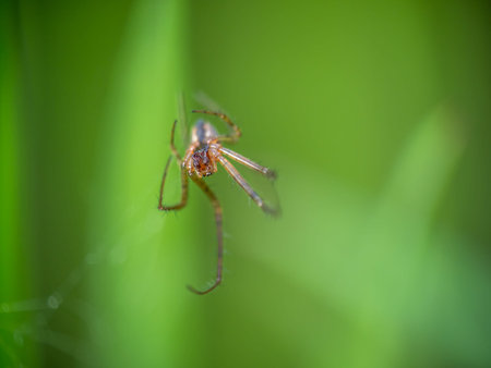Moulted exoskeleton of a spider, macro. Narrow depth of field with focus on the eyes.の写真素材