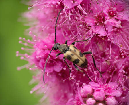 Speckled Longhorn Beetle on pink flower, UK. Pachytodes cerambyciformis.の写真素材
