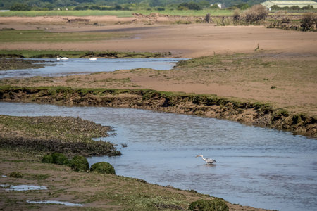 View over Horsey Island, Braunton Marsh, Devon, UK at low tide, photo taken from South West Coastal...