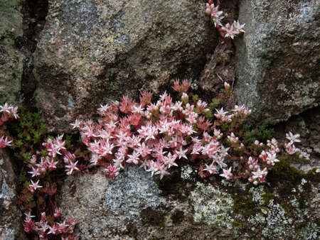 English Stonecrop, Sedum anglicum, growing wild on Dartmoor, UK.の写真素材