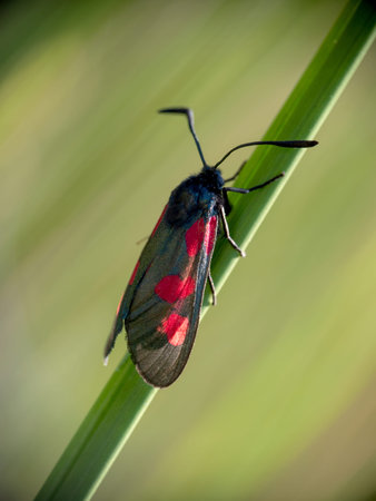 Five-spot Burnet moth, Zygaena trifolii, Devon, England. Profile.