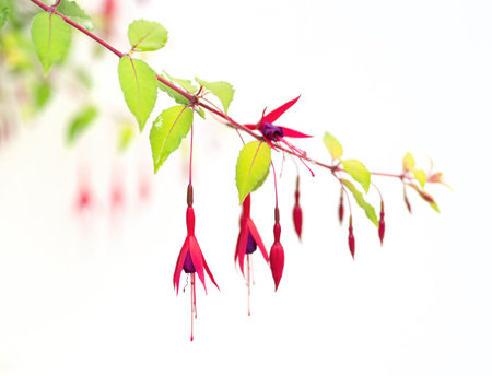 Fuchsia magellanica flower detail on white with narrow depth of focus.