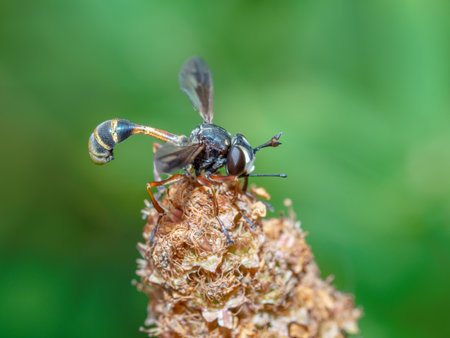 Physocephala rufipes fly on seedhead, wasp mimic.の写真素材