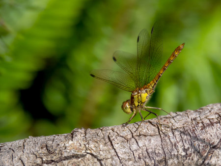 Common Darter ie Sympetrum striolatum in habitat, UK.の写真素材