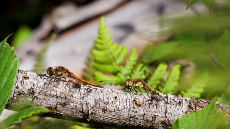 Two Common Darter dragonflies ie Sympetrum striolatum in habitat, UK.