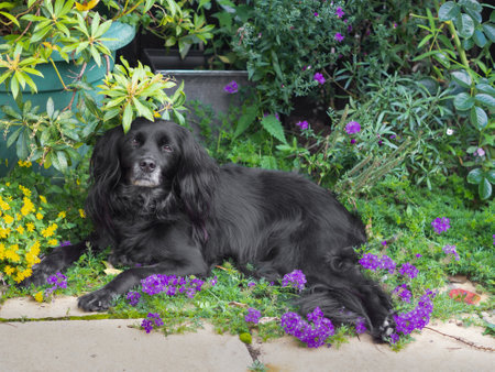 Black rescue dog relaxing in late summer flower bed, garden.の写真素材