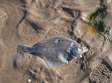 Flounder, flatfish washed up on beach, North Devon.の写真素材