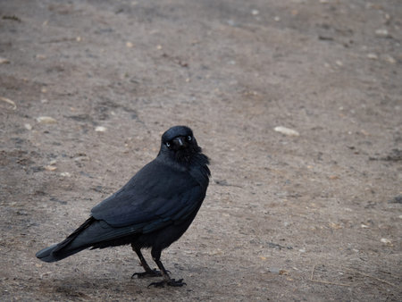 Jackdaw, Corvus monedula aka Eurasian or European Jackdaw. Face to camera.