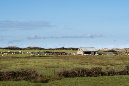 Rural England sheep farming in North Devon with old barn.