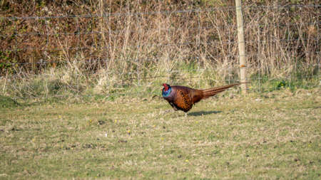 Handsome male pheasant struts across field, UK. Phasianus colchicus.の写真素材