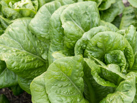 Cos type lettuce, growing in garden. Closeup.の写真素材