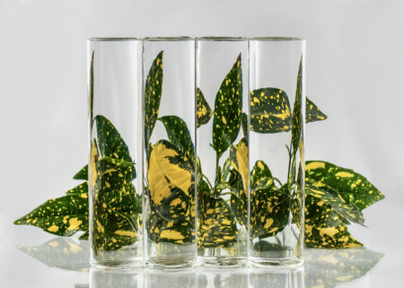 Laurel leaves refracted by water in glass vase. Science, art.の写真素材