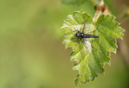 Hilara sp. fly on leaf.の写真素材