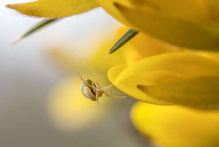 Parasitic wasp larva latched onto an Araniella spider on gorse.の写真素材
