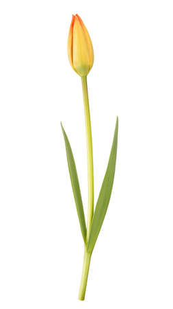Beautiful, elegant yellow and red tulip bud. Isolated on white background.の写真素材