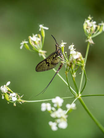 Mayfly ie Ephemera sp on wild carrot plant. UK.の写真素材